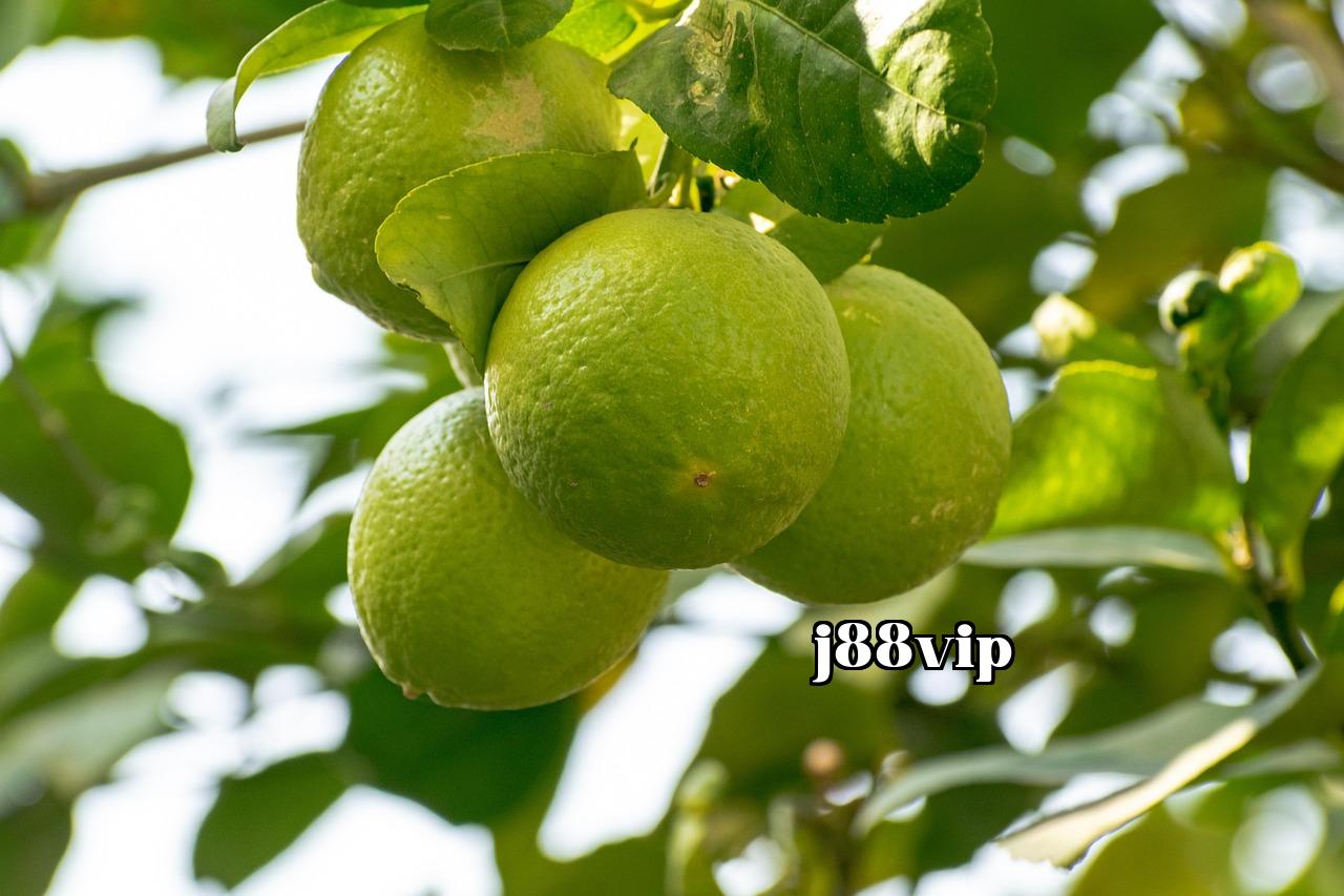 Thuật toán Băm Nhất quán và Đại diện Clusters Cao Khả dụng - j88bet